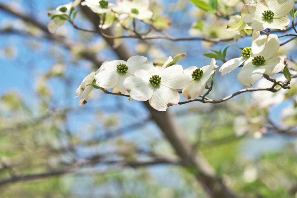 Sensitive Teeth? Spring Allergies May Be the Culprit 2 A dogwood tree in bloom.